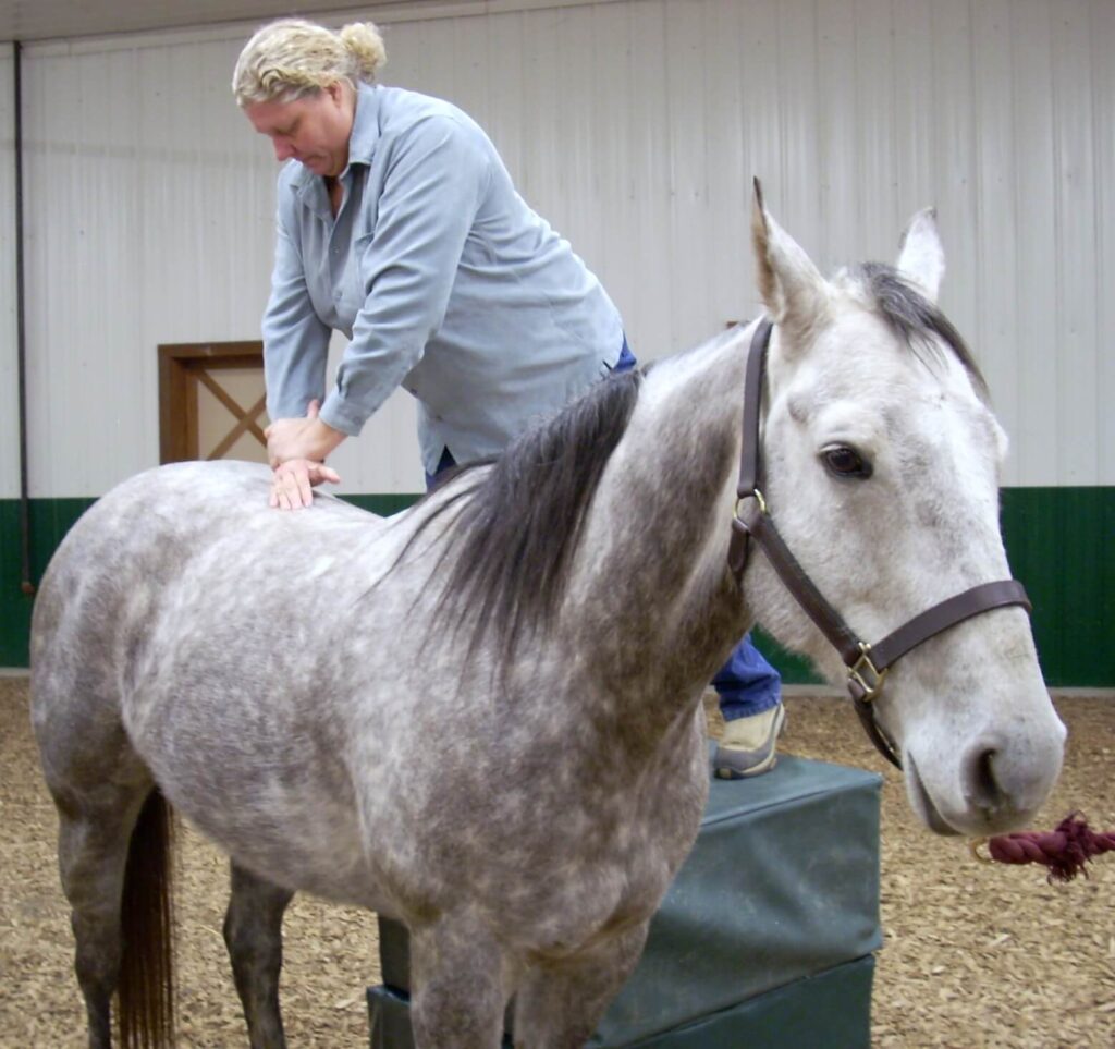 How to become a horse chiropractor? A chiropractor performing an adjustment on a horse's back.