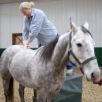 How To Become A Horse Chiropractor?