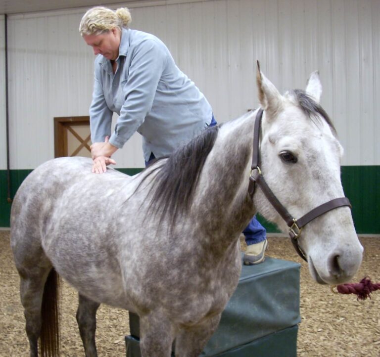 Read more about the article How To Become A Horse Chiropractor?