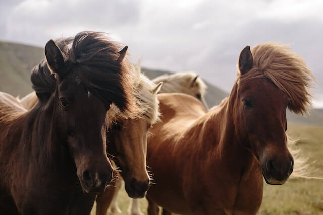 How to become a horse chiropractor? Brown horses standing close to each other, with their noses touching and their manes blowing in the wind.
