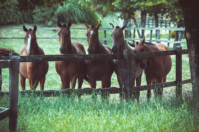 Can horses have beer? A group of five horses standing in a fenced pasture. The horses are of different colors, including brown, white, and light brown. They are all facing in same directions, with their ears perked up and their tails swishing.