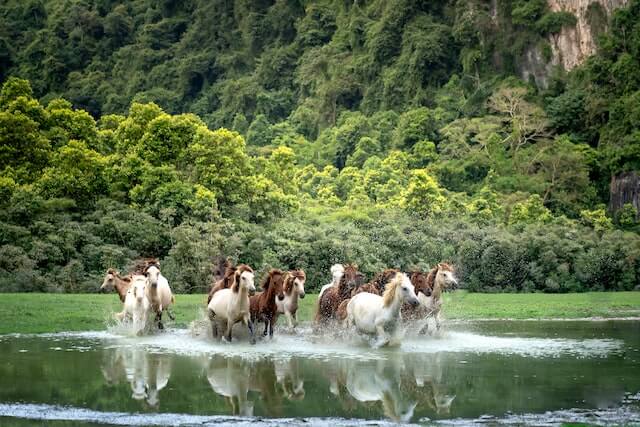 How long can a horse go without water? A group of horses clustered around a metal water trough, drinking eagerly.