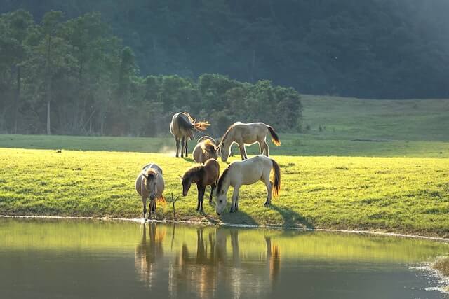 How long can a horse go without water? Majestic white horses lowered their head to drink from a calm pond on a sunny day.