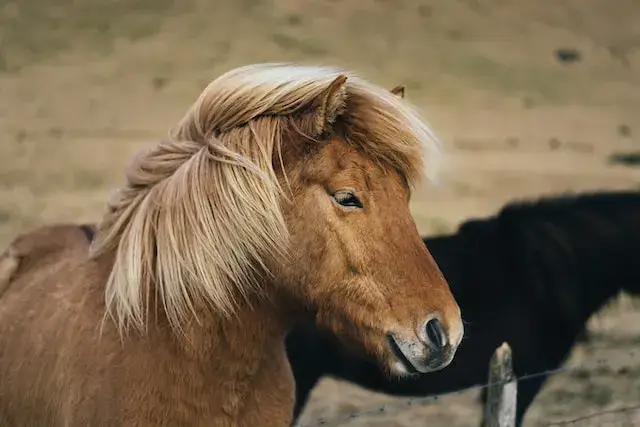 How is horse hair harvested? A brown horse close up shot.