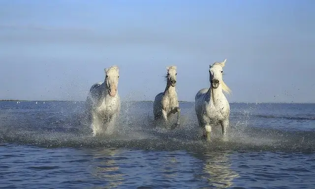 Three white horses gallop through shallow water in a river or at the beach. Their manes and tails flow in the wind as they move, creating a sense of energy and freedom. The water splashes around them, and the sky behind them is blue with white clouds.