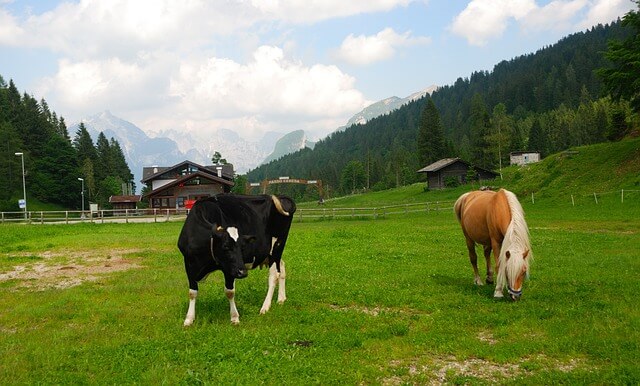 Why do horses need shoes but not cows? Two four-legged animals, a cow and a horse, stand side by side in a lush green field. The cow is black with white patches, while the horse is brown with a white blaze on its forehead.