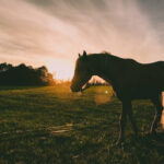 Do horses know when they are going to die?