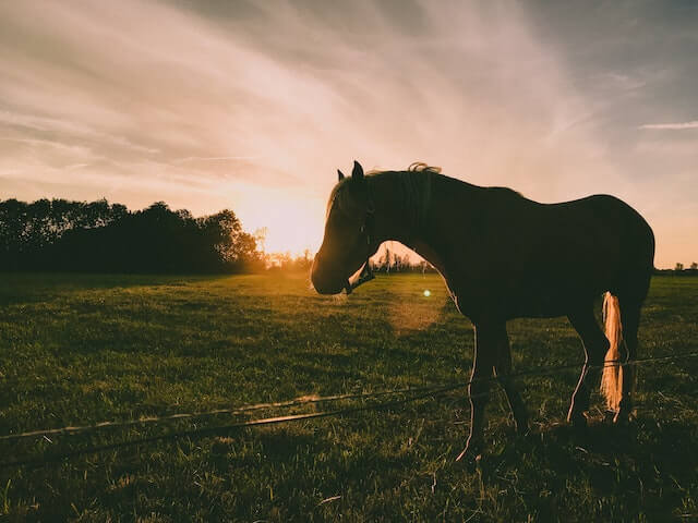 Do horses know when they are going to die? Silhouette Photography Of Horse
