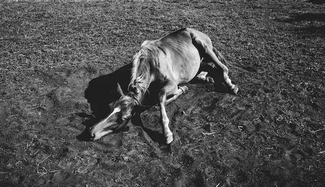 How long can a horse lay down before it dies? Grayscale of a Horse Lying on the Field.
