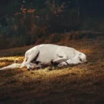 How Long Can A Horse lay Down Before It Dies?