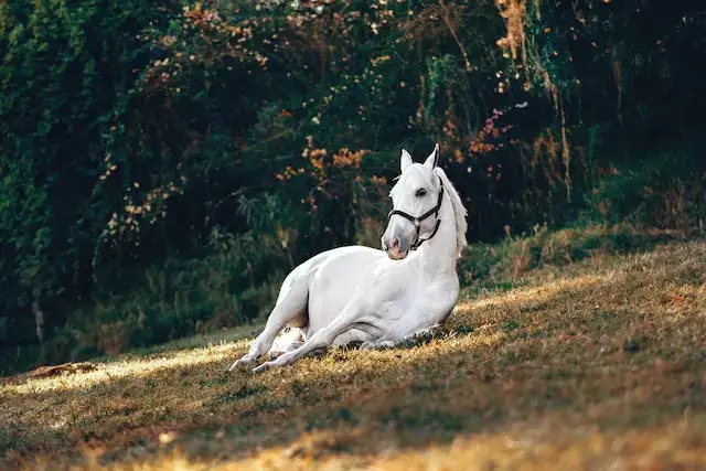 How long can a horse lay down before it dies? White Horse on Brown Grass.