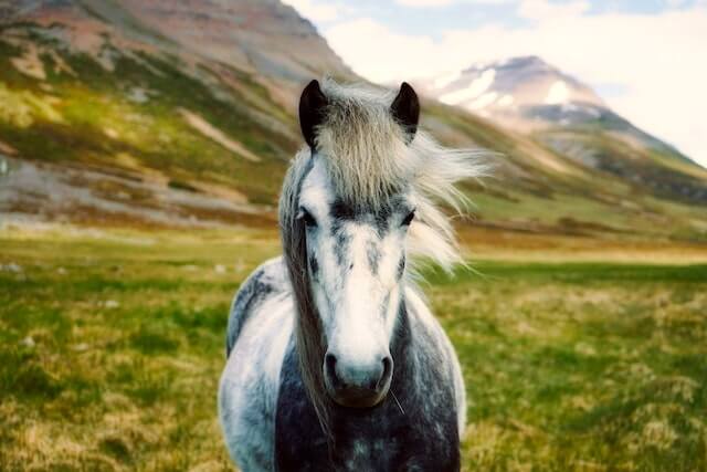 Do horses know when they are going to die? White Horse on Body of Mountain.
