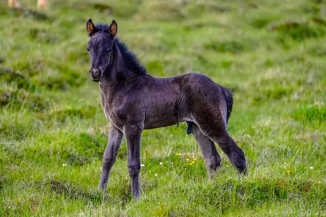 Gelding Vs Stallion: Black and gray baby horse standing on green grass. 