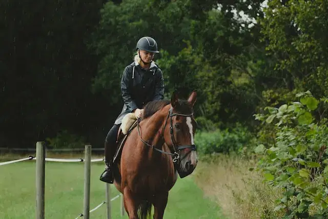 Gelding Vs Stallion: A girl horse rider on a Gelding.