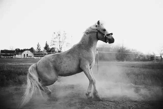 Powerful horse running in paddock
