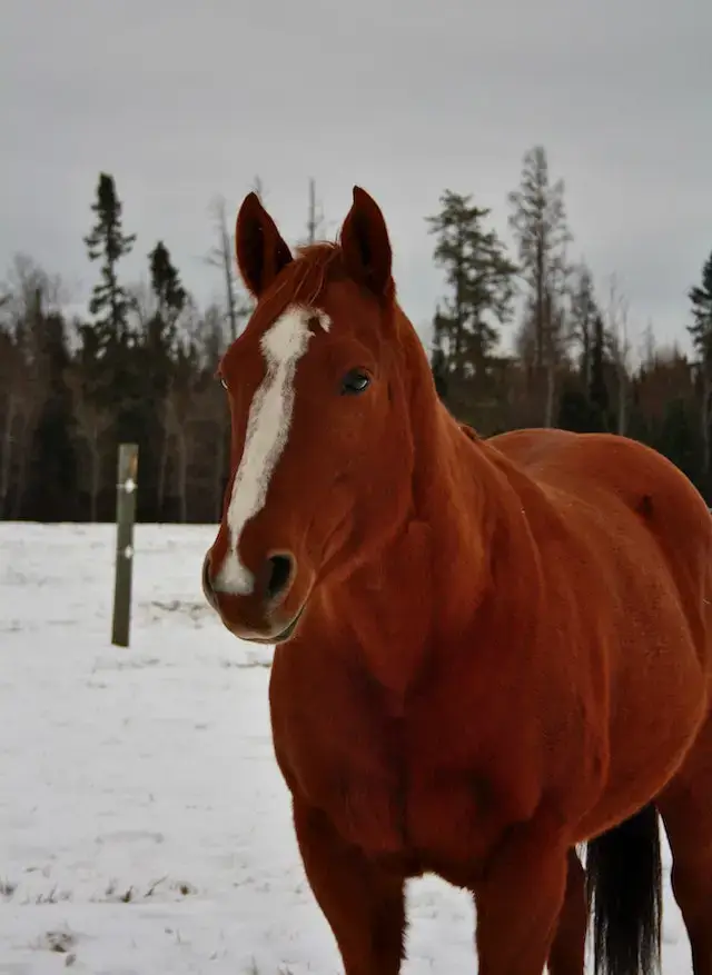 Snow-covered gelding horse. 
