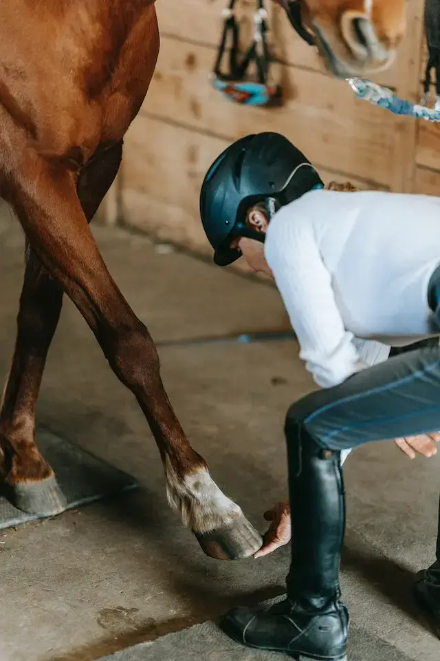 Do horses like their hooves clean? Woman Checking Horse Hoof.