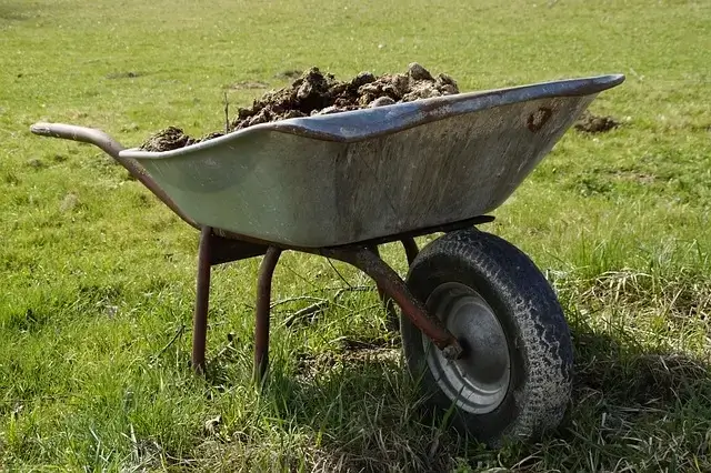 What plants don't like horse manure? Horse dung on the wheelbarrow.
