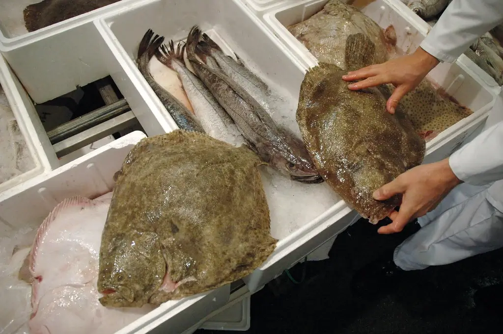 Turbot fishes