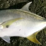 Pompano vs Jack Crevalle: The Differences You Need to Know!