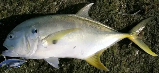 Read more about the article Pompano vs Jack Crevalle: The Differences You Need to Know!