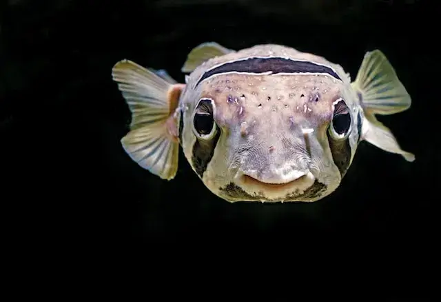 Can fish smell human scent? They call him E. T. (the staff at the Cairns Aquarium). He is a Black-blotch Porcupinefish. If they feel threatened they can puff themselves up into a ball covered with spines to protect themselves (the fish, that is).

