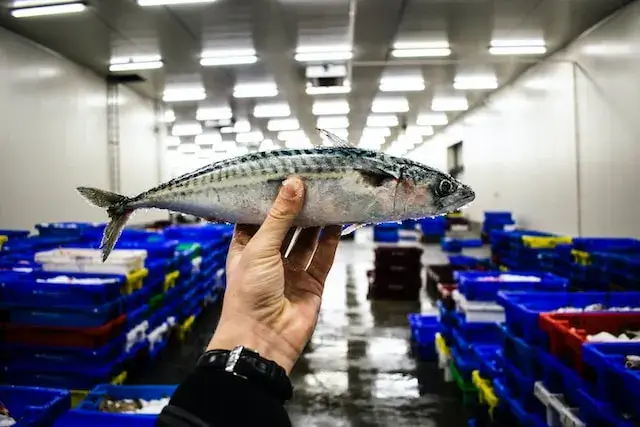 What fish is not a bottom feeder? Atlantic mackerel