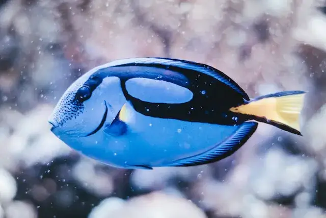 Blue fish swims in water with a wintery background.