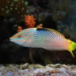 How to raise phosphate in reef tank?