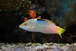 Read more about the article How to raise phosphate in reef tank?