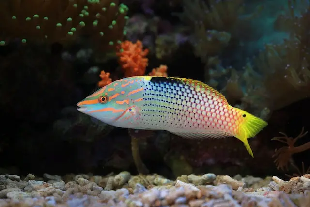 How to raise phosphate in reef tank? Parrotfish in Water
