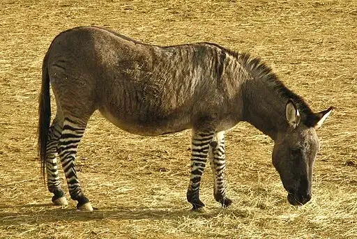 A Hebra with brown color and white and black stripes on leg standing and eating grass.