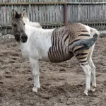 Can Zebras And Horses Mate? Are Zebras A Type Of Horse?