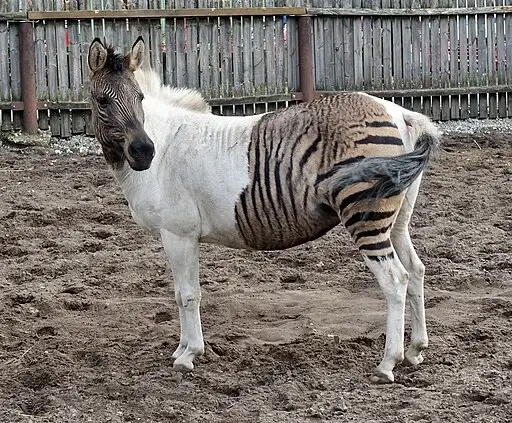 Can Zebras And Horses Mate? A Zorse with half white and black stripes standing .
