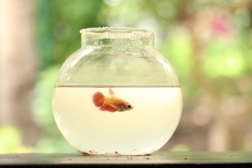 How to clean a goldfish bowl? A gold fish bowl.