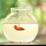 How To Clean A Goldfish Bowl?