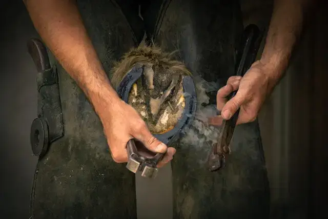 How a horse's hoof should look? Man Shoeing a Horse
