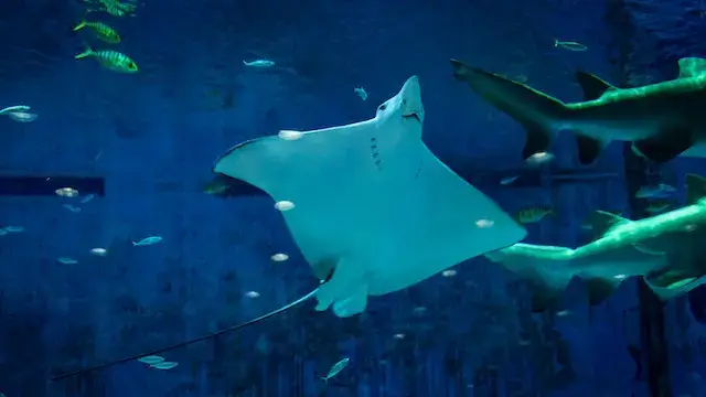 Read more about the article What Color Is Stingray? Do Stingrays Change Color?