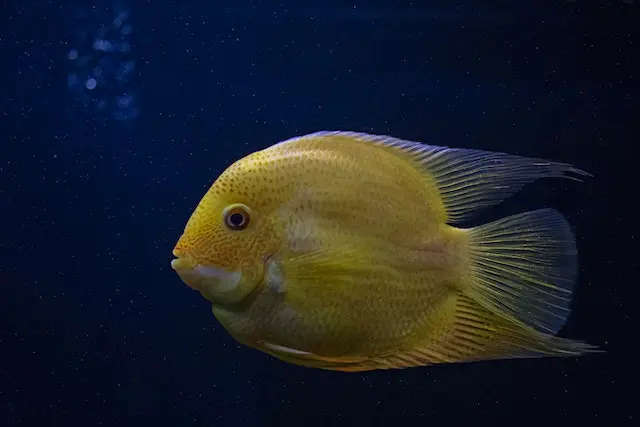 Why is my fish swimming fast back and forth? A yellow fish in tank.