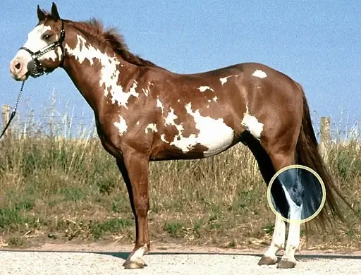 What age do horses hocks fuse? Diagram showing the location of the hock.