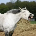 What Sounds Do Horses Make When Scared?