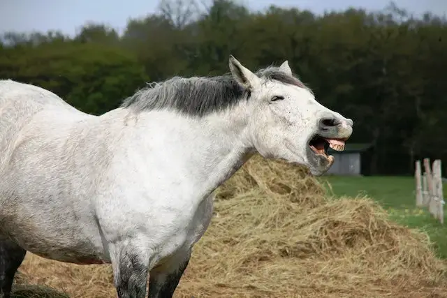 What sounds do horses make when scared? White Horse Near Hay Stack during Day
