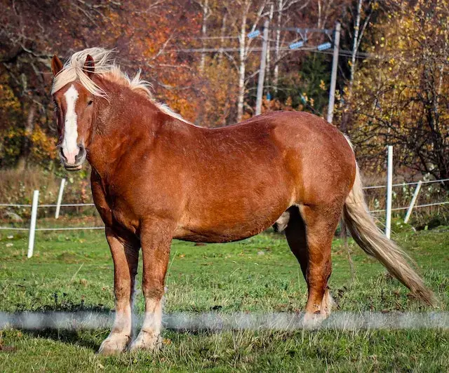 Can a horse live after being hamstrung? Brown Horse Standing on Grass Field

