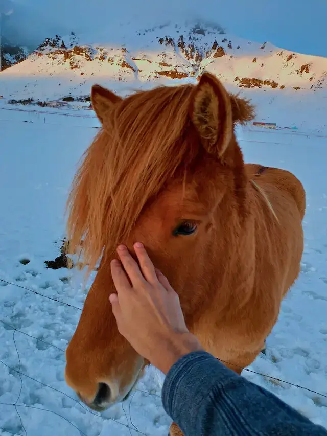 Unrecognizable person caressing obedient horse in snowy paddock
