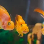Do Goldfish Blink? Why Is My Goldfish Blinking?
