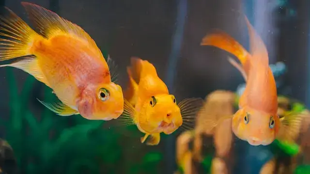 Three Goldfishes Inside the Aquarium

Do Goldfish Blink?