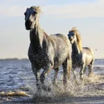 Can Horses Run on Water? (Watch This Video!)