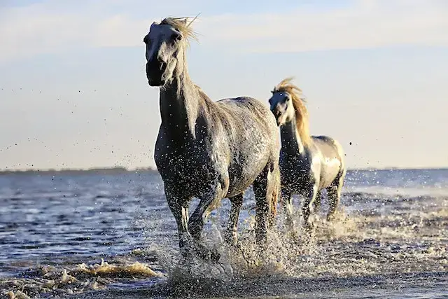 2 Black Horse Running on Body of Water Under Sunny Sky

Can horses run on water?