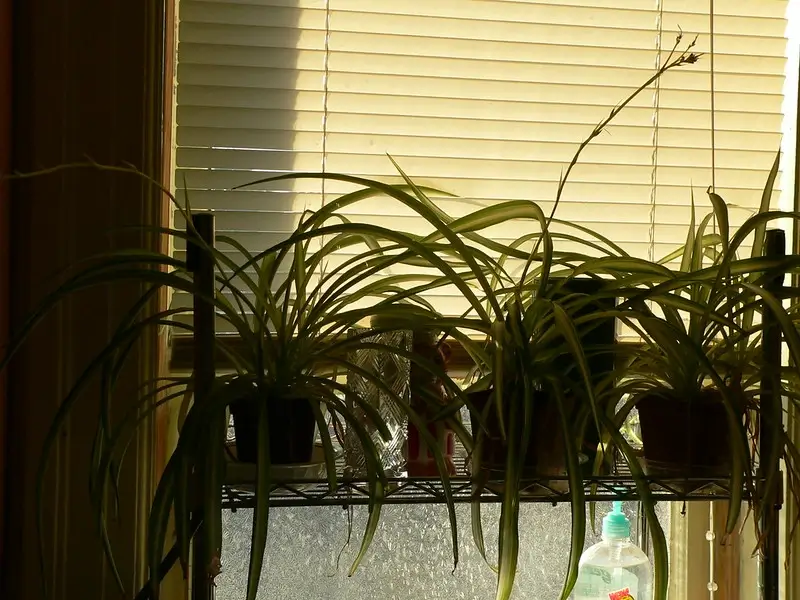 Spider plants is kept near the window
