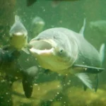 What Eats Asian Carp? All There Is to Know About Native Predators!